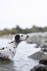 Dalmatian