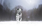 Dalmatian