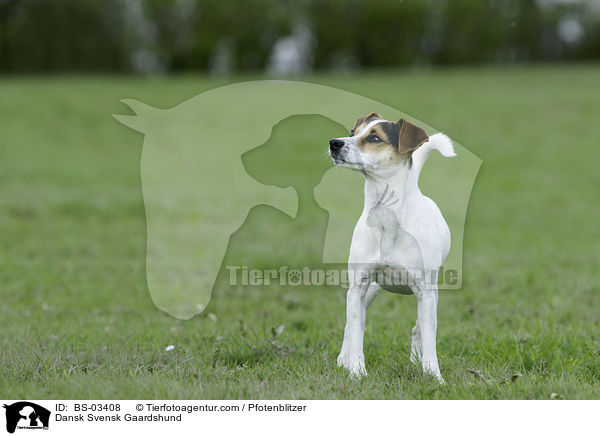 Dnisch-Schwedischer Farmhund / Dansk Svensk Gaardshund / BS-03408