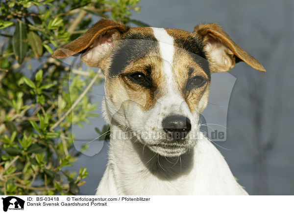 Dansk Svensk Gaardshund Portrait / Dansk Svensk Gaardshund Portrait / BS-03418