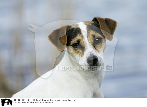 Dnisch-Schwedischer Farmhund Portrait / Dansk Svensk Gaardshund Portrait / BS-03422