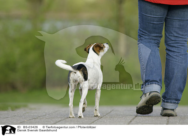 Dnisch-Schwedischer Farmhund / Dansk Svensk Gaardshund / BS-03426