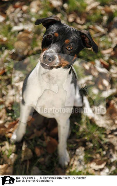 Dnisch-Schwedischer Farmhund / Dansk Svensk Gaardshund / RR-35058