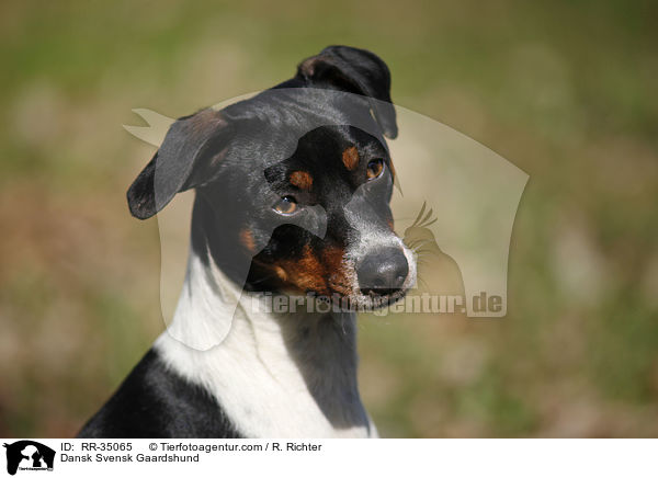 Dnisch-Schwedischer Farmhund / Dansk Svensk Gaardshund / RR-35065