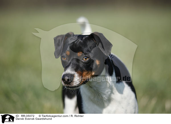 Dnisch-Schwedischer Farmhund / Dansk Svensk Gaardshund / RR-35072