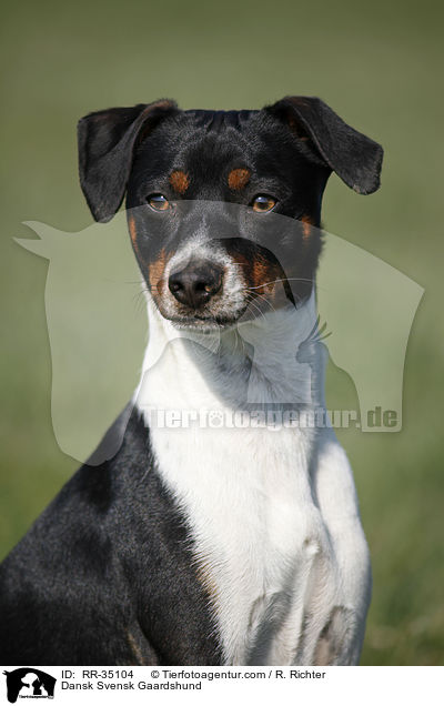 Dnisch-Schwedischer Farmhund / Dansk Svensk Gaardshund / RR-35104