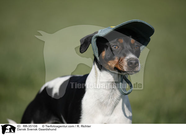 Dnisch-Schwedischer Farmhund / Dansk Svensk Gaardshund / RR-35106