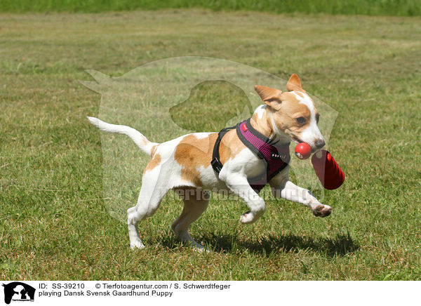 spielender Dnisch Schwedischer Farmhund Welpe / playing Dansk Svensk Gaardhund Puppy / SS-39210