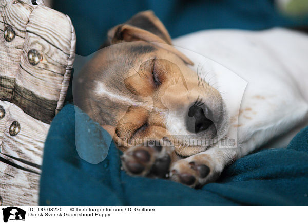 Dnisch Schwedischer Farmhund Welpe / Dansk Svensk Gaardshund Puppy / DG-08220