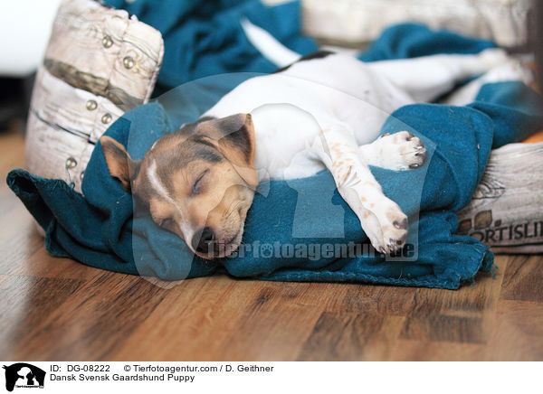 Dnisch Schwedischer Farmhund Welpe / Dansk Svensk Gaardshund Puppy / DG-08222