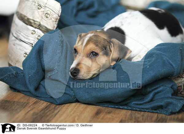 Dnisch Schwedischer Farmhund Welpe / Dansk Svensk Gaardshund Puppy / DG-08224