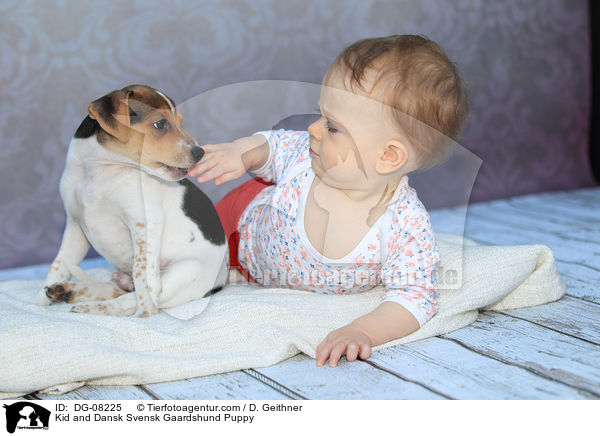 Kind und Dnisch Schwedischer Farmhund Welpe / Kid and Dansk Svensk Gaardshund Puppy / DG-08225