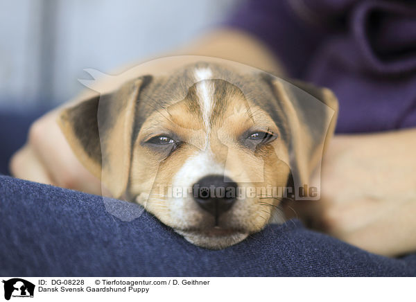Dnisch Schwedischer Farmhund Welpe / Dansk Svensk Gaardshund Puppy / DG-08228