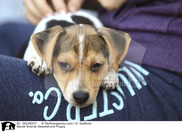 Dnisch Schwedischer Farmhund Welpe / Dansk Svensk Gaardshund Puppy / DG-08231