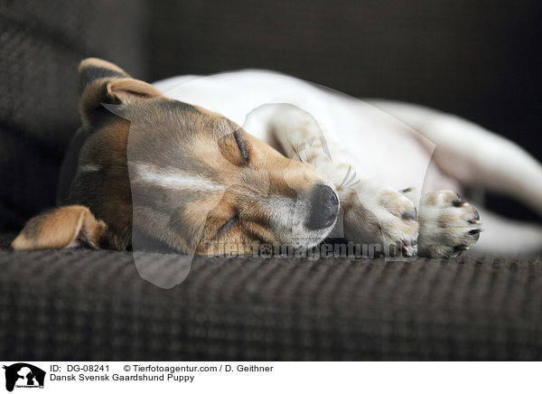 Dnisch Schwedischer Farmhund Welpe / Dansk Svensk Gaardshund Puppy / DG-08241