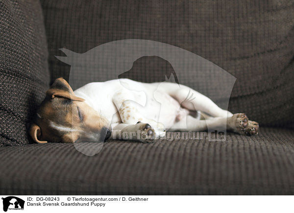 Dnisch Schwedischer Farmhund Welpe / Dansk Svensk Gaardshund Puppy / DG-08243