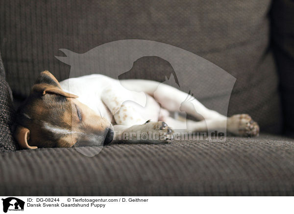 Dnisch Schwedischer Farmhund Welpe / Dansk Svensk Gaardshund Puppy / DG-08244
