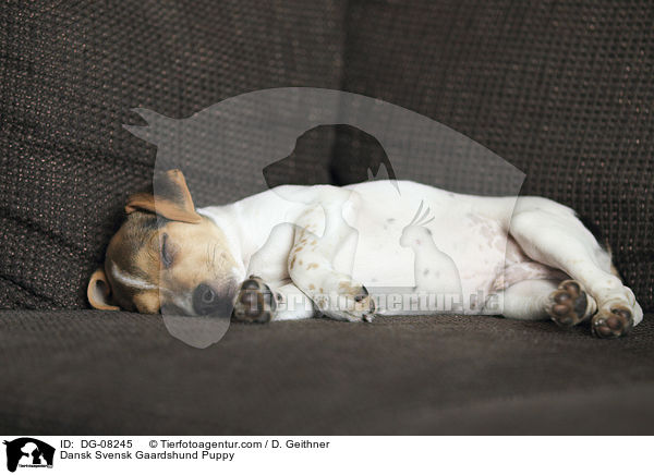 Dnisch Schwedischer Farmhund Welpe / Dansk Svensk Gaardshund Puppy / DG-08245