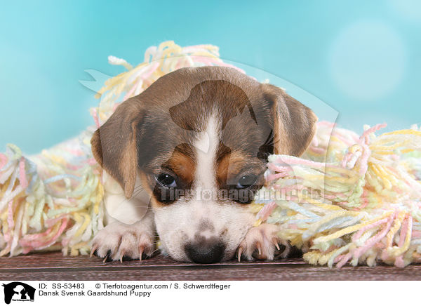Dnisch Schwedischer Farmhund Welpe / Dansk Svensk Gaardshund Puppy / SS-53483