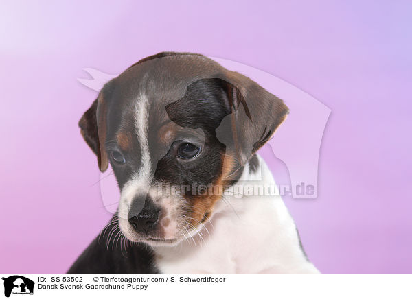 Dnisch Schwedischer Farmhund Welpe / Dansk Svensk Gaardshund Puppy / SS-53502