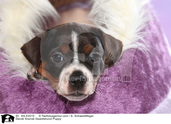 Dnisch Schwedischer Farmhund Welpe / Dansk Svensk Gaardshund Puppy / SS-53515