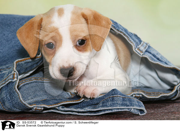 Dansk Svensk Gaardshund Puppy / SS-53572