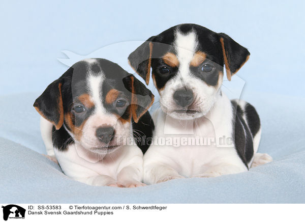 Dnisch Schwedische Farmhund Welpen / Dansk Svensk Gaardshund Puppies / SS-53583