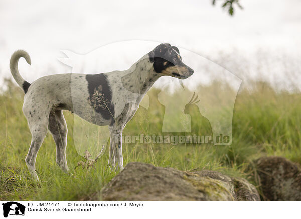 Dansk Svensk Gaardshund / Dansk Svensk Gaardshund / JM-21471