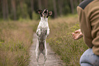 Dansk Svensk Gaardshund