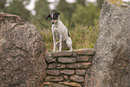 Dansk Svensk Gaardshund