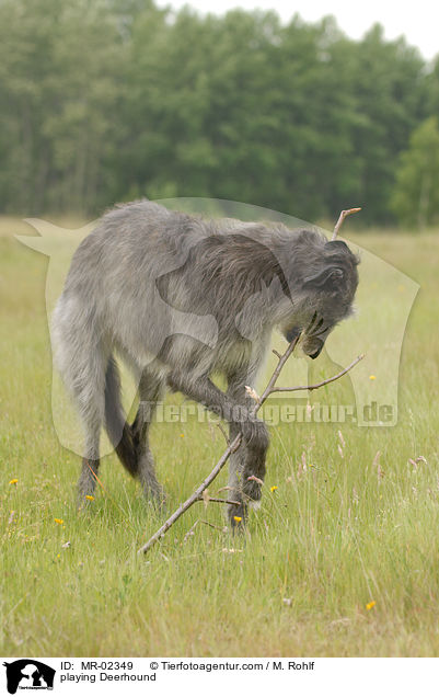 spielender Deerhound / playing Deerhound / MR-02349