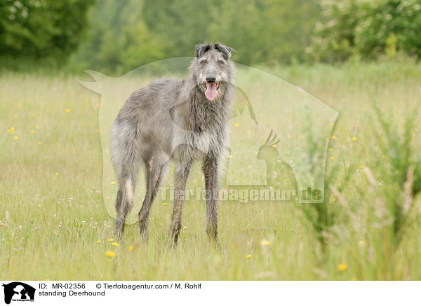 stehender Deerhound / standing Deerhound / MR-02356