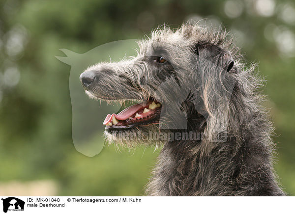 Deerhound Rde / male Deerhound / MK-01848