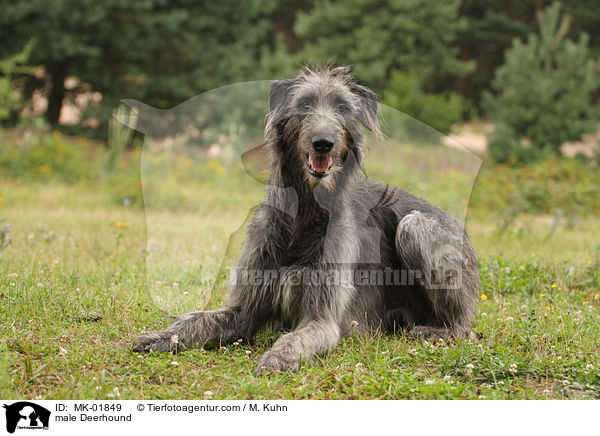 Deerhound Rde / male Deerhound / MK-01849