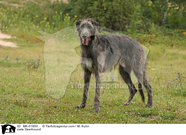 Deerhound Rde / male Deerhound / MK-01850