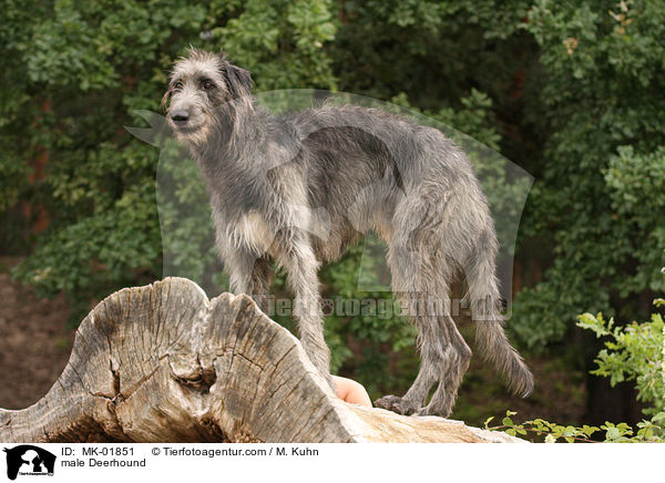 Deerhound Rde / male Deerhound / MK-01851