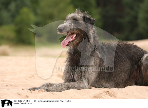 Deerhound Rde / male Deerhound / MK-01856