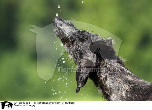 Deerhound Welpe / Deerhound puppy / JH-19606