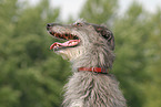 Deerhound Portrait