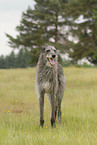 standing Deerhound