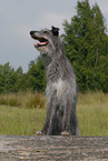 Deerhound