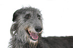 Deerhound