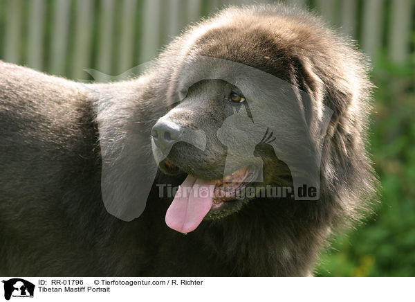 Do Khyi / Tibetan Mastiff Portrait / RR-01796