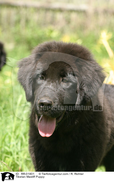 Do Khyi Welpe / Tibetan Mastiff Puppy / RR-01801