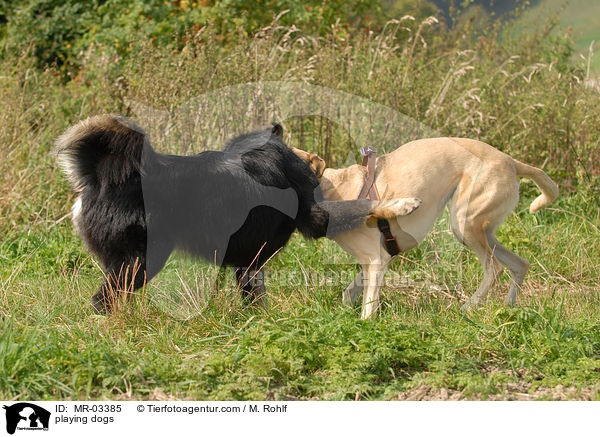 spielende Hunde / playing dogs / MR-03385