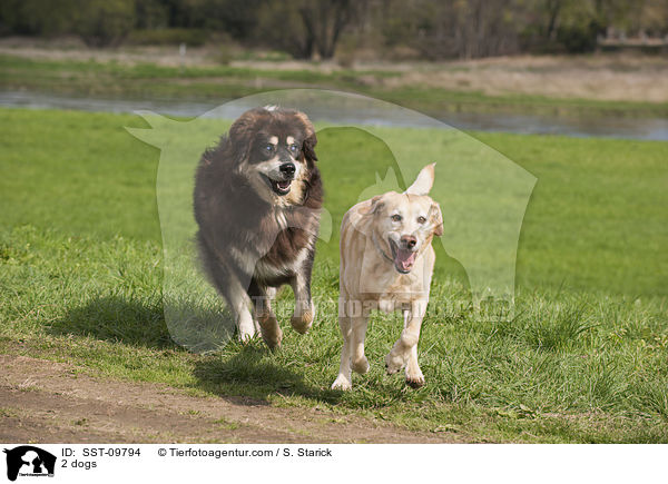 2 Hunde / 2 dogs / SST-09794