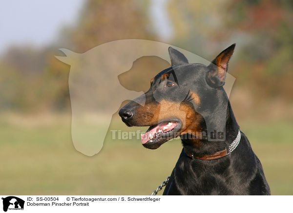 Dobermann Portrait / Doberman Pinscher Portrait / SS-00504