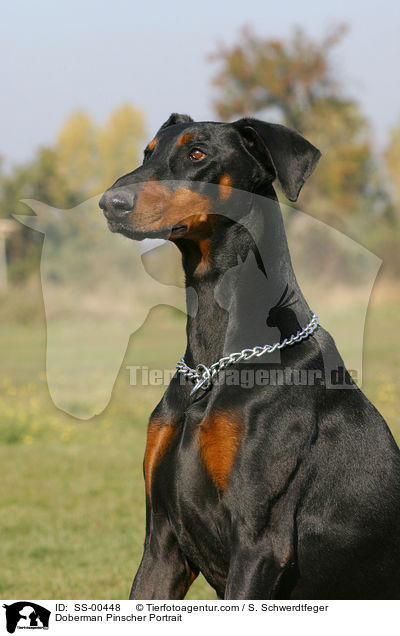 Dobermann Portrait / Doberman Pinscher Portrait / SS-00448