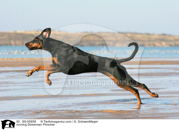 rennender Dobermann / running Doberman Pinscher / SS-05858