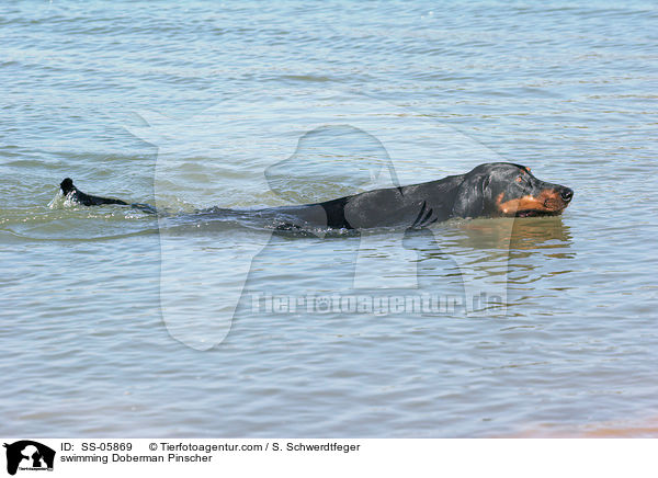 schwimmender Dobermann / swimming Doberman Pinscher / SS-05869